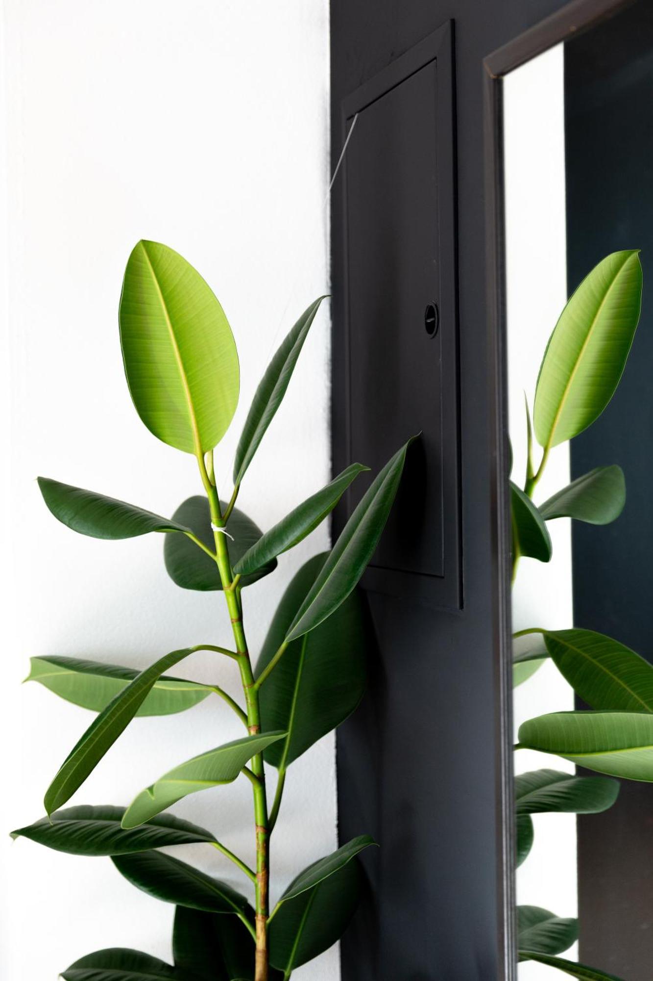 Evergreen - Stylish & Spacious Old Town Apartment With Ac, 1,5 Bath, Family-Friendly ブラチスラヴァ エクステリア 写真